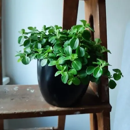 Kaski, Three-room In A Prime Location, Free Parking *